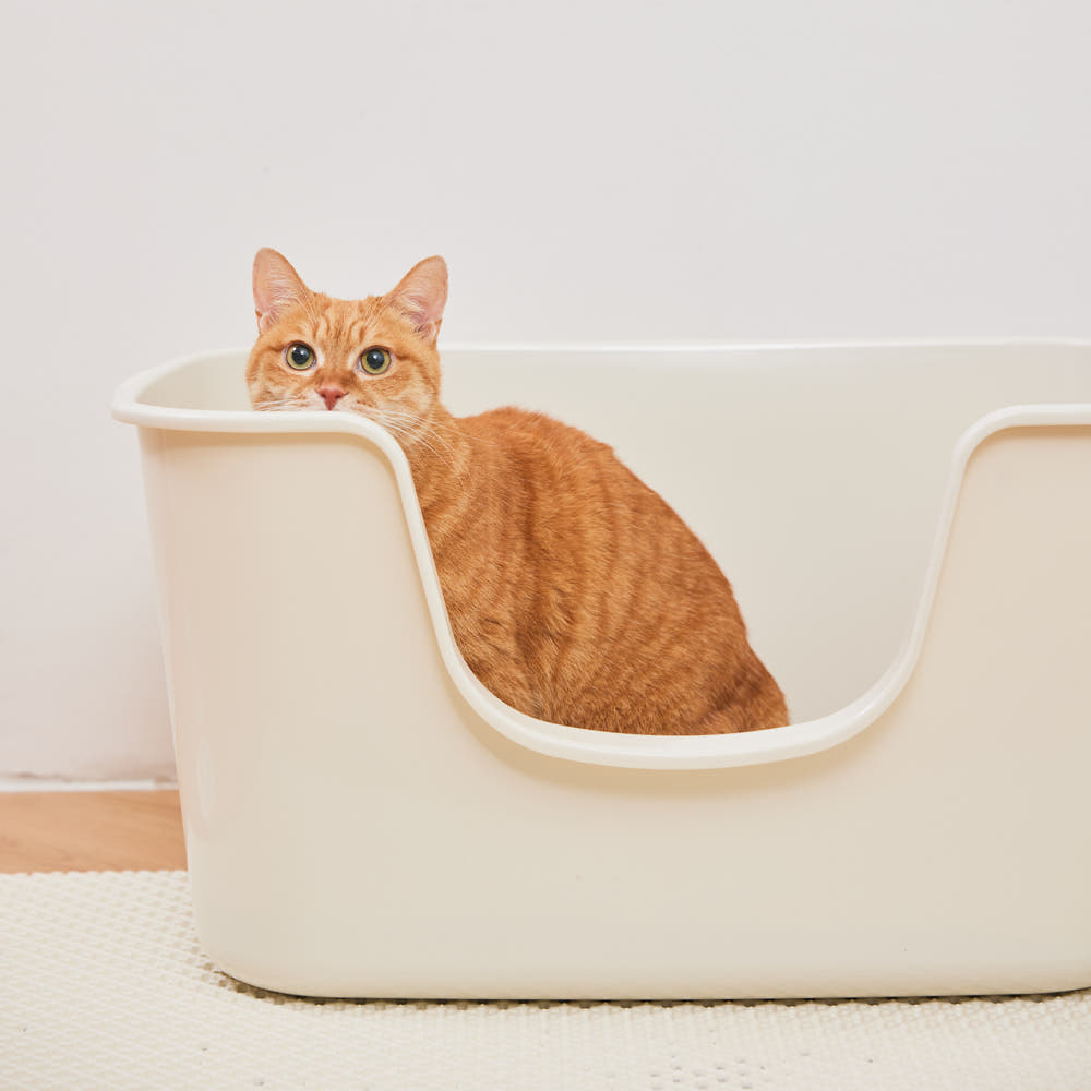 고양이 화장실 네 번 바꾸고 나서야 이 제품 샀습니다 · 이미지 2