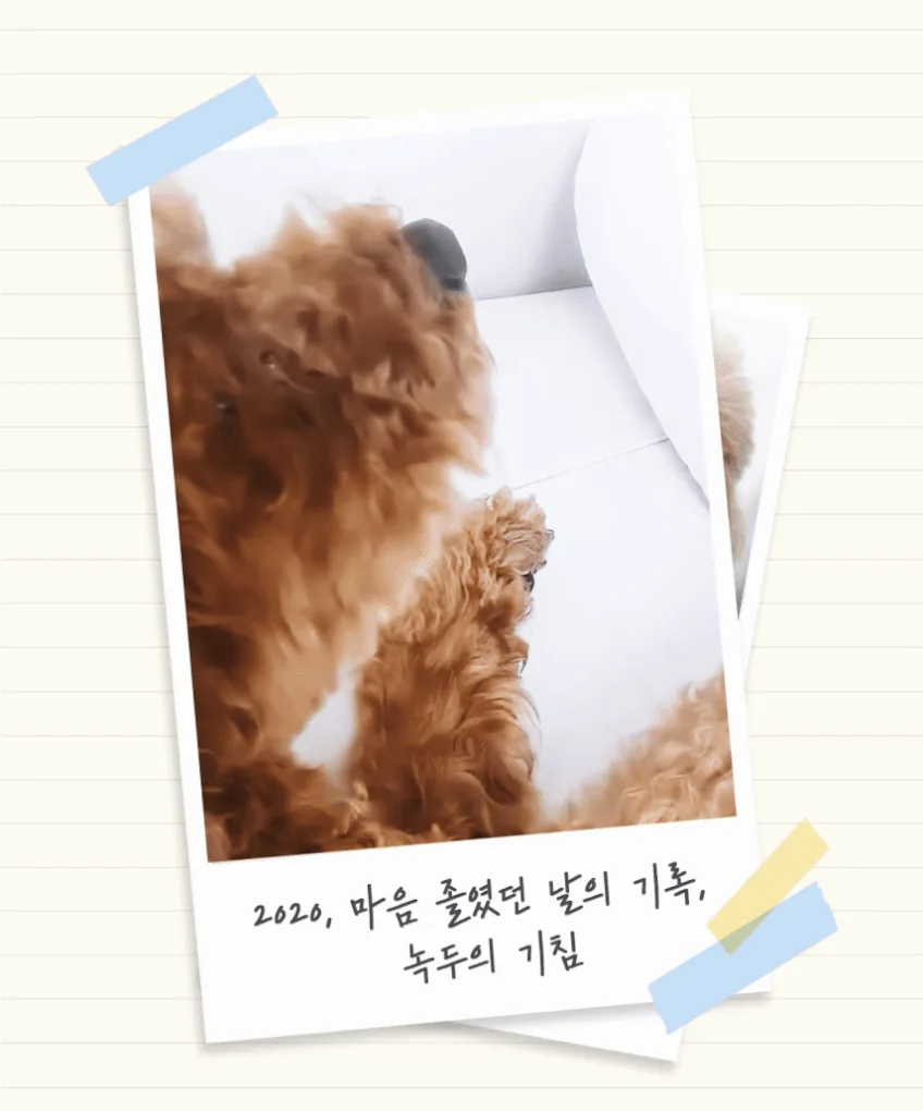보리가 켁켁거릴 때마다 마음이 쪼그라들었는데, 3주 후가 달랐습니다 · 이미지 7