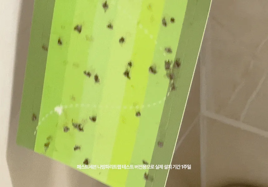 초파리 때문에 주방 못 쓸 뻔했던 여름, 끈끈이 하나로 달라진 이야기 · 이미지 7