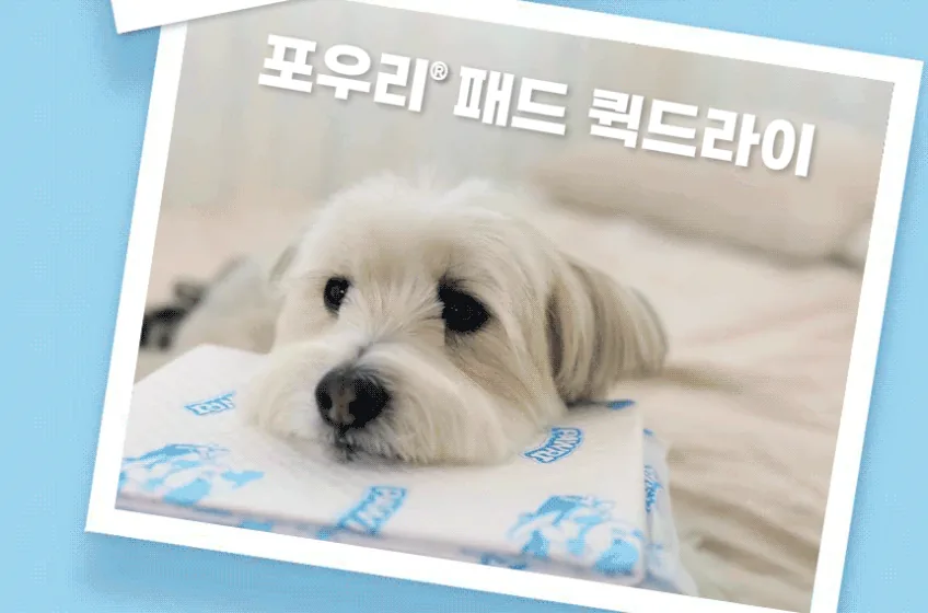 배변패드 다섯 번 바꾸고 나서야 보리가 밟아도 발이 깨끗한 걸 발견했습니다 · 이미지 5